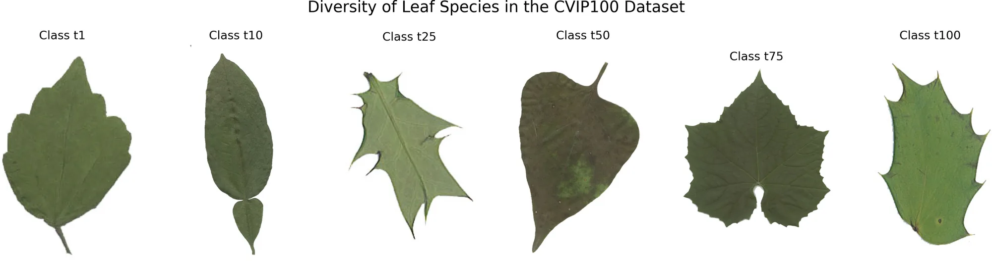 Leaf Recognition — screen 4